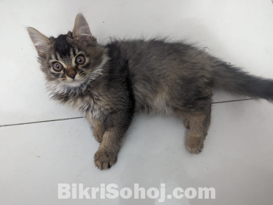 Traditional Pure Breed Persian Kitten